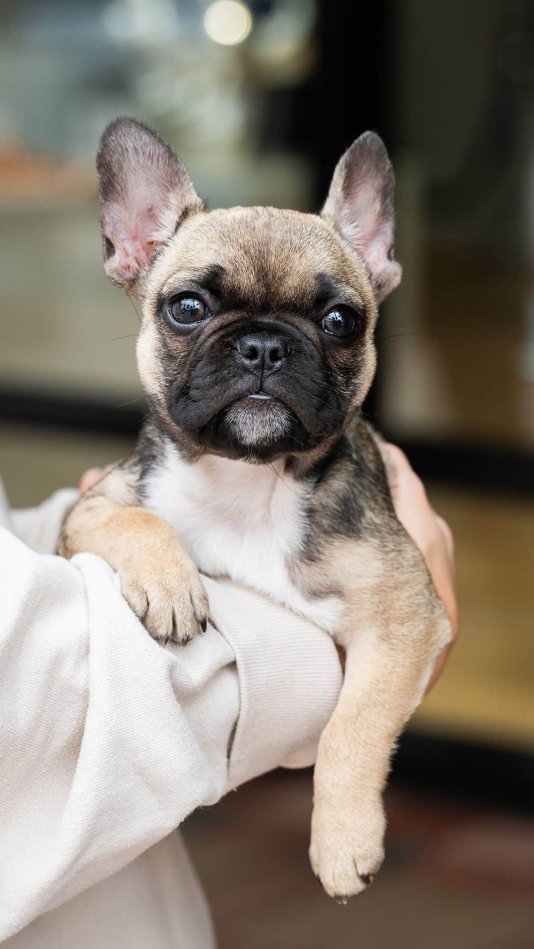 The Dogistのインスタグラム：「Lulu, French Bulldog (3 m/o), Mizner Park, Boca Raton, FL • “She’s super awesome, chill and sweet. She’s our first Frenchie. She’s smelly – she farts. Silent but deadly.”」