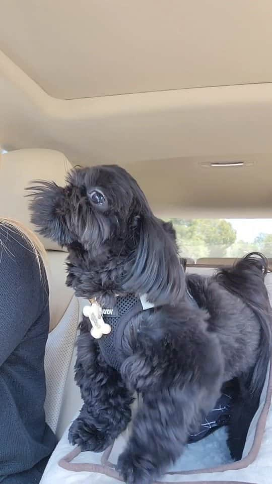 Original Teddy Bear Dogのインスタグラム：「Soo excited for the dog park! 😀🐶🐕🐾」