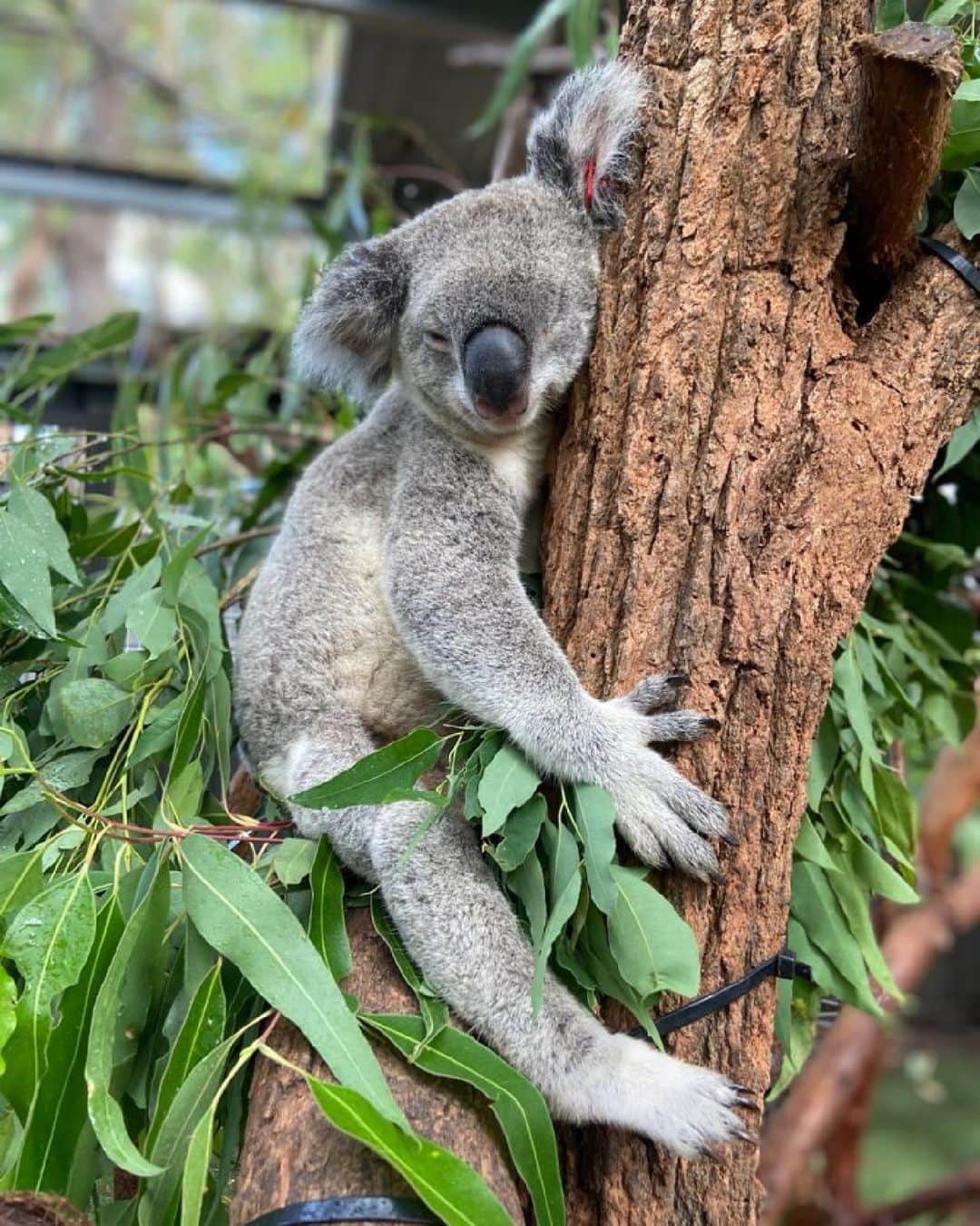 Australiaのインスタグラム：「That feeling when you've hit snooze for the third time... 🙄🐨 You'll find this sleepy fella and his mates at @visitnsw's @portmacquariekoalahospital. Located in @visitnsw's @portmacquarie, it's the world's first hospital dedicated solely to the care and conservation of #koalas - pretty special, huh? Pop in to find out more about the incredible work they do here, visit the museum, or even adopt a koala to support their rescue, treatment, and habitat conservation efforts! We're feeling all that koala-ty love from here 🫶🏻   #SeeAustralia #ComeAndSayGday #FeelNSW #PortMacquarie  ID: a koala leans sleepily against a tree trunk, one eye closed the other lazily looking towards the camera.」