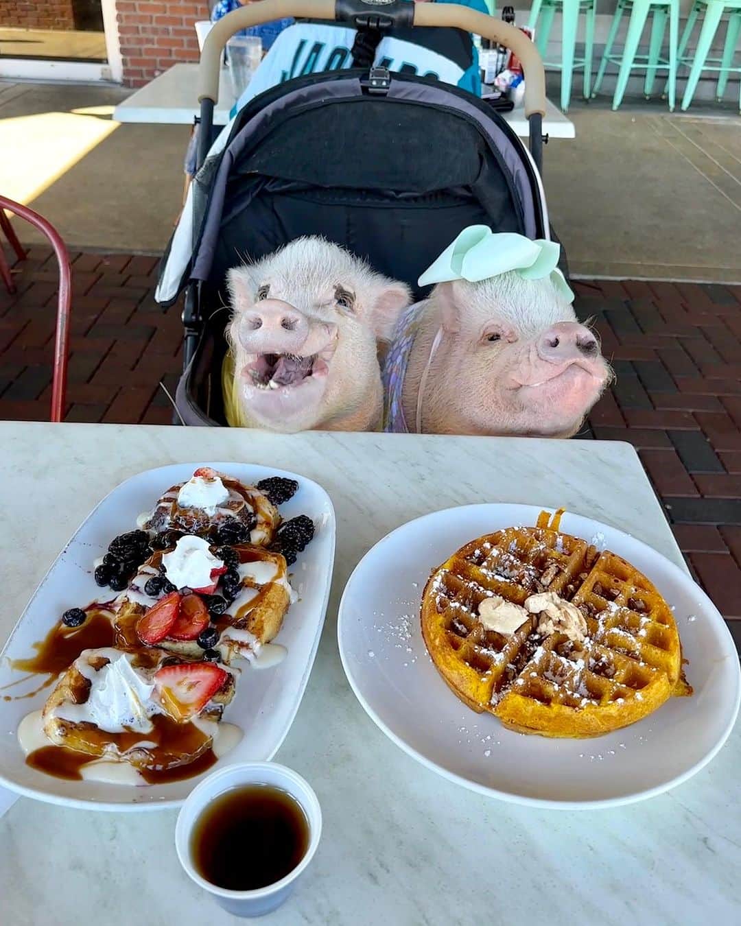 Priscilla and Poppletonのインスタグラム：「It doesn’t get much better than cinnamon roll french toast and pumpkin waffles! ThOINK for coming to see us and treating us to a PIGTASTIC brunch Miss Jordana. We love you a waffle-y lot!🐷🧇 #brunchvibes #poseyandpop #prissyandpop」