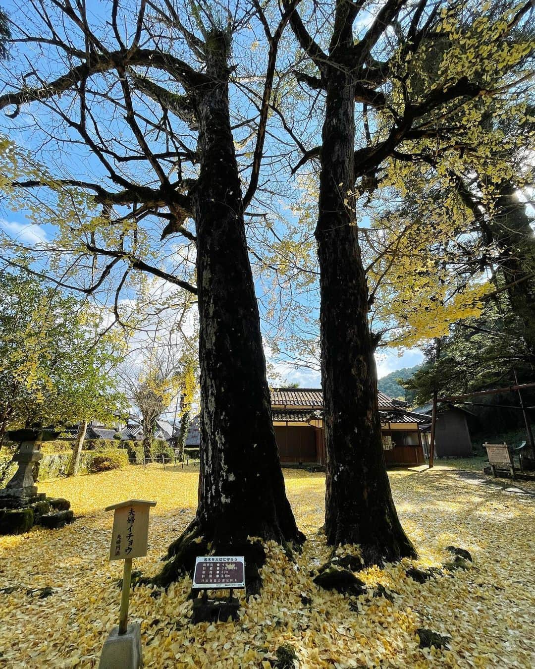 ウラリエさんのインスタグラム写真 - (ウラリエInstagram)「イチョウのじゅうたん 💛💛💛 . 篠山行った時に立ち寄った #追手神社 ⛩ . 前の日が雨で、イチョウの木は ほとんど散ってしまってたけど...☔️ この木は、夫婦円満の 夫婦イチョウやねんて👫🏠 . 1994年に、国の天然記念物にも指定された 日本一のモミの木もある🌳🇯🇵 . にしても更新時間、4:37 🕓 やっぱり4時台に目覚めがち👵🏻 . #丹波篠山#丹波篠山市#兵庫県#hyogo #兵庫旅行#兵庫観光 #兵庫神社#篠山#イチョウの木#夫婦イチョウ」11月20日 4時36分 - urarie83