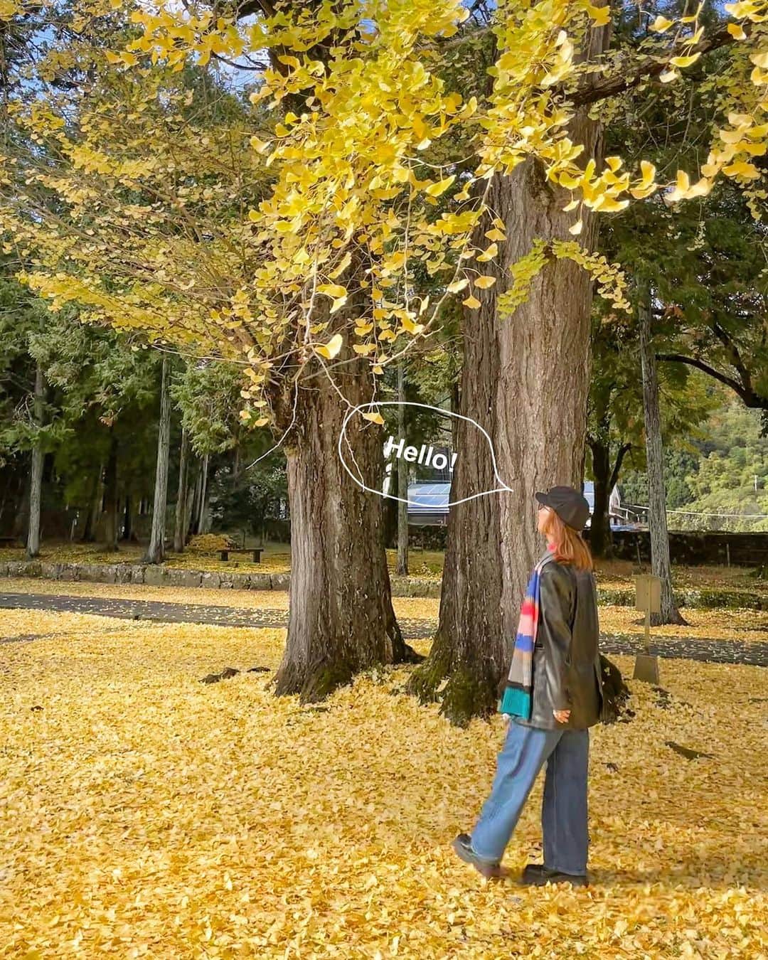 ウラリエのインスタグラム：「イチョウのじゅうたん 💛💛💛 . 篠山行った時に立ち寄った #追手神社 ⛩ . 前の日が雨で、イチョウの木は ほとんど散ってしまってたけど...☔️ この木は、夫婦円満の 夫婦イチョウやねんて👫🏠 . 1994年に、国の天然記念物にも指定された 日本一のモミの木もある🌳🇯🇵 . にしても更新時間、4:37 🕓 やっぱり4時台に目覚めがち👵🏻 . #丹波篠山#丹波篠山市#兵庫県#hyogo #兵庫旅行#兵庫観光 #兵庫神社#篠山#イチョウの木#夫婦イチョウ」