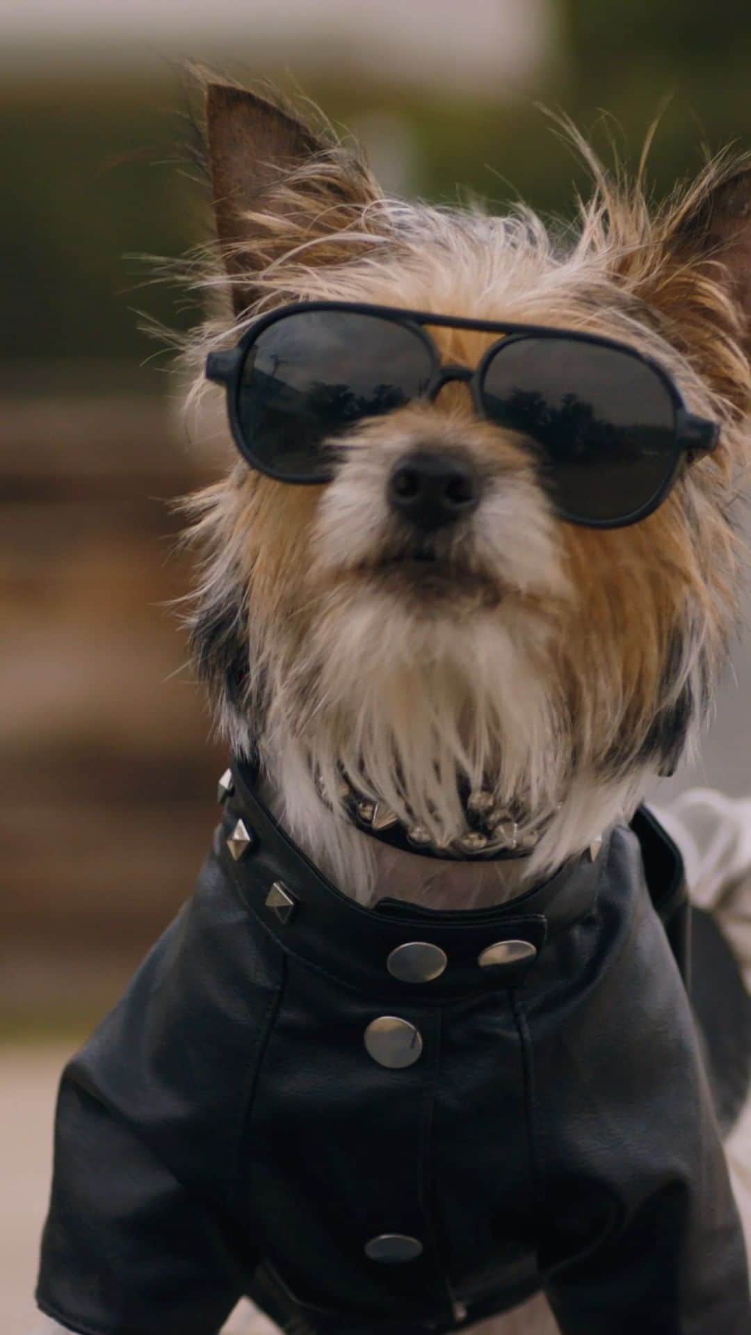 Subaru of Americaのインスタグラム：「#TheBarkleys don’t back down. They make friends everywhere they go. To see the full video, click the link in our bio and watch on YouTube!  #SubaruOutback #DogTestedDogApproved」