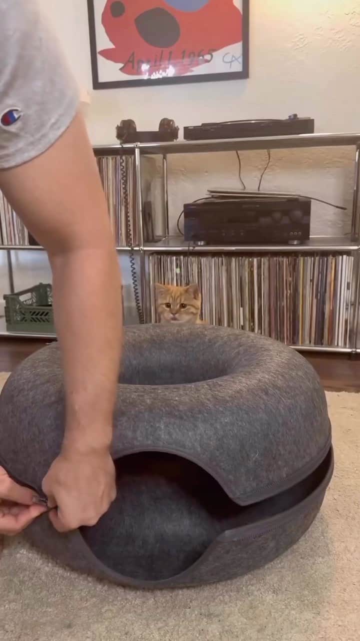 Cute Pets Dogs Catsのインスタグラム：「LINK IN BIO - Surprise your little friend this Holiday Season 🎄🎁  BLACK NOVEMBER SALE 💥 Order your Donut Bed from our 9Lives store | @dailycatclub   🛒 Free Shipping Worldwide.  #catsofinstagram #catlover #catlovers #gato」