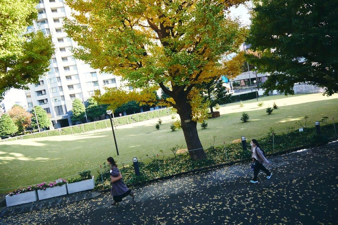 Meiji Gakuin/明治学院大学/明学さんのインスタグラム写真 - (Meiji Gakuin/明治学院大学/明学Instagram)「10月から11月にかけて、 季節の移り変わりが分かる写真をお届け🍁  10月と比べて、紅葉が進み始めてきましたね。 秋冬のキャンパスもぜひ楽しんでくださいね😉  今週もがんばりましょう！  #明治学院大学 #白金キャンパス #白金 #秋学期 #秋学期もがんばろう #秋 #紅葉 #明学 #明治学院 #明学人 #勉強 #記念館 #大学 #授業 #明学生 #メイガク #明学ライフ #大学生活 #mgu #meijigakuinuniversity #meijigakuin #meigaku #photography #photographer」11月20日 11時00分 - mguniv