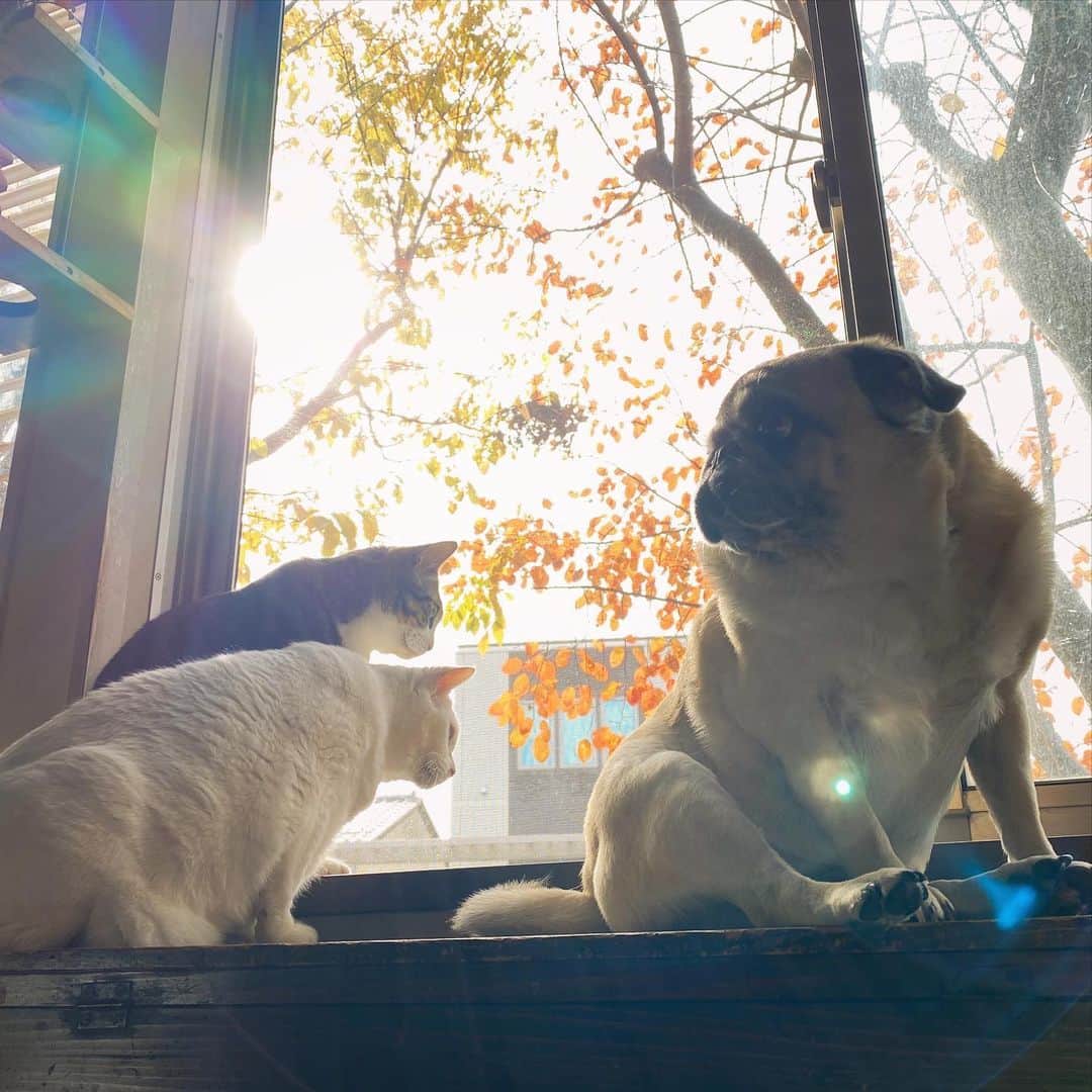 ひぐちにちほさんのインスタグラム写真 - (ひぐちにちほInstagram)「お茶目もみんなと一緒がいいと言うので乗せてあげたけど 窓の外に興味はないらしい。  #pug #cat #ひぐち猫 #ひぐちお茶目 #ひぐち福 #ひぐちボク #ひぐち風」11月20日 16時08分 - higu_nichi