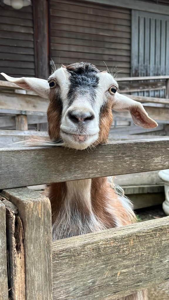 のインスタグラム：「Give a gift that lasts all year round with a Zoo Friends membership 💝  With 365 days access to Taronga Sydney and Dubbo, you’ll to get to know all our animals, get discounts on food, car parking, our Zoo Shop and more. Don’t forget the exclusive sneak peeks, front row seats at presentations, early access and discounts to Taronga events 🎤🌇✨  Grab your Zoo Friends gift voucher today from the link in bio!」