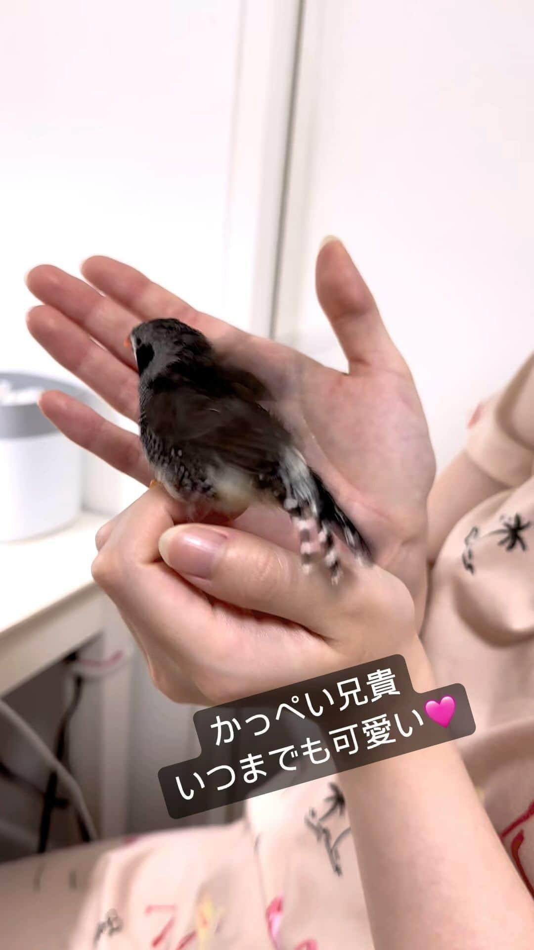 norikoのインスタグラム：「2023/11/20 かっぺい☆ キンカチョウブラックチーク ＊ たまに、奥さんの ゆにちゃんから 逃げてくるかっぺい😅 ☆ #キンカチョウノーマル #キンカチョウノーマルパイド #チェスナットフランクホワイトキンカ #キンカチョウフォーン #キンカチョウ #キンカチョウ好きな人と繋がりたい #錦華鳥 #zebrafinch  #鳥のいる生活  #鳥のいる暮らし #鳥好きな人と繋がりたい  #キンカ」