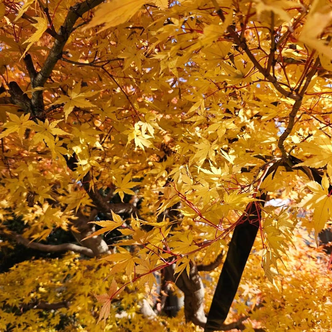 CHIHARUさんのインスタグラム写真 - (CHIHARUInstagram)「黄色いとつい銀杏に目が行きがちだけど黄色い紅葉もきれい🥹🍁」11月20日 15時39分 - 10090725c
