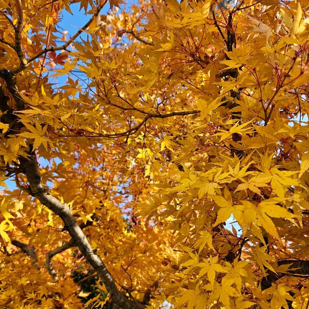 のインスタグラム：「黄色いとつい銀杏に目が行きがちだけど黄色い紅葉もきれい🥹🍁」