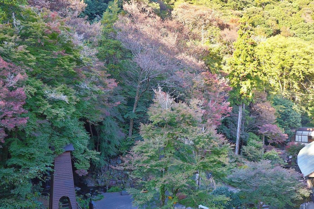 【公式】箱根湯本温泉 天成園さんのインスタグラム写真 - (【公式】箱根湯本温泉 天成園Instagram)「♨︎  皆さんこんにちは☀️  天成園の紅葉状況をお届けします🍁  現在仙石原や芦ノ湖エリアは 見頃を迎えていますが天成園のある 箱根湯本エリアは11月下旬頃から 見頃を迎えます🍂🍁  写真は本日客室から撮影しました！ だんだんと赤く染る景色を客室から 眺めることが出来ます‼️   #箱根 #天成園 #食事 #限定 #箱根湯本温泉 #温泉 #箱根旅行 #旅行 #神社 #滝 #日本庭園 #日帰り温泉 #hakone #onsen #japan #露天風呂 #日本旅行 #紅葉速報 #紅葉 #秋」11月20日 15時33分 - tenseien_hakoneyumoto