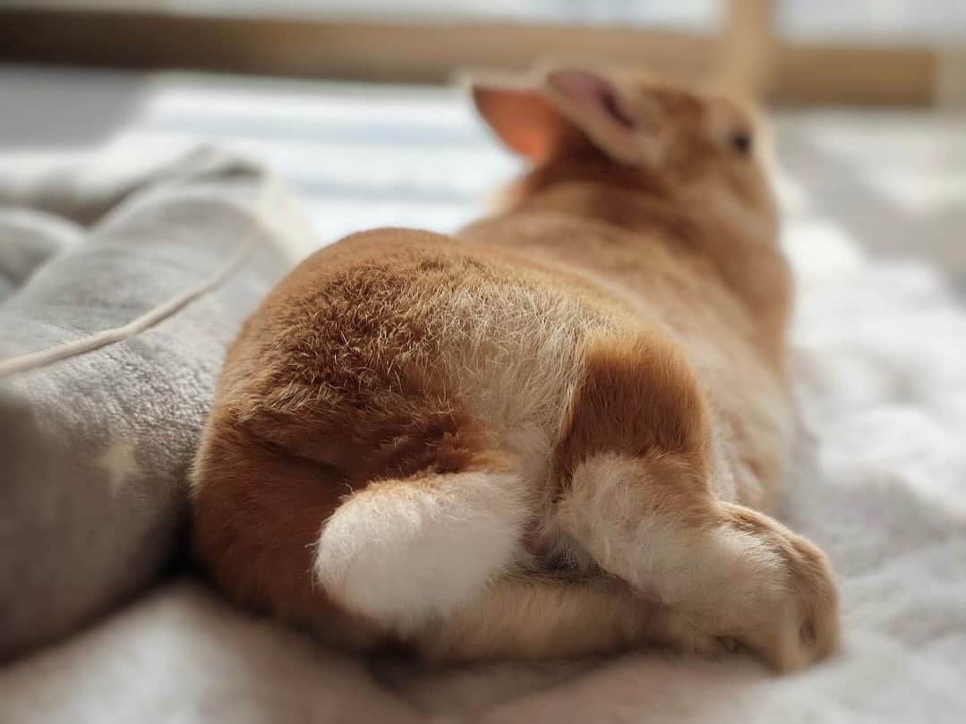 ラン?のインスタグラム：「うさケツ曜日♡ 懐かしのランのお尻詰め合わせ💓 寝っ転がってるランのおちりは最高の眺めでした🥰 特技はぬいぐるみと同化🤭❤️ ランが虹の橋を渡ってからもうすぐ1年…。 私にとっては、全然あっという間ではなかった気がする 寂しくて仕方なくて…そんな日々が続けたけど、、 それと同時にコナンくんが甘えてくれるようになった ランに似てて可愛くて、東京まで行ってお迎えしたシェリー 今では、2ぴょんに癒されてる♡ でも、ランは私にとって最愛で最強のうさぎ！これからもずっと♡ #うさぎのラン 2023.11.20」