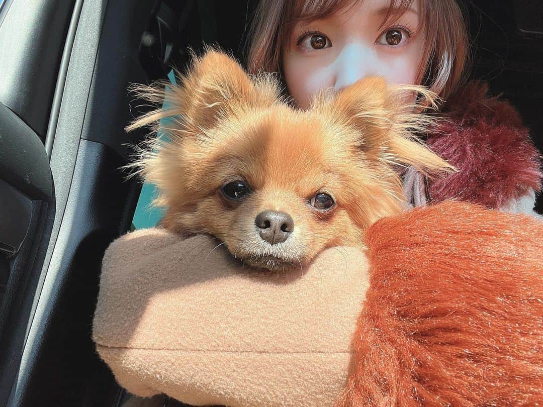 下田美咲のインスタグラム：「生後8ヶ月だー！ 最近は前よりも番犬の風格を漂わせながら吠えることが増えてきて、私以外の家族には吠える。特にお風呂上がりで服を着る前の夫にはもっとも吠える。敵なのだろうか。笑  #ぽめちわ  #ポメチワ #ペット#生後8ヶ月 #子犬 #小たぬきちゃん #愛犬 #ポメラニアン #チワワ #mix犬」