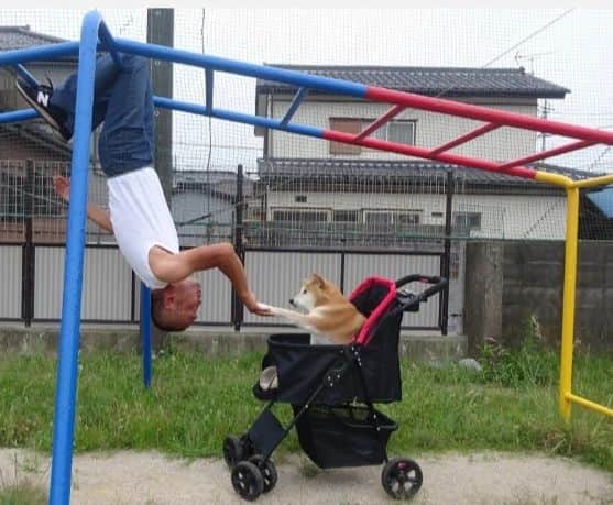 inosemarineのインスタグラム：「マリの命日なので懐かしい写真を。「私のスパイダーマン」 #柴犬」