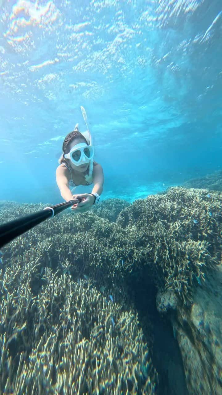 麻衣のインスタグラム：「#沖縄#伊平屋 #leaderfins#gull#gullでインスタ  #Mobulabirostris #gopro #goprojp#goprohero10 #sealife#wildlifephotography  #divingtrip #divingphoto #divingmagazine  #ファインダー越しの私の世界  #水中写真 #水中撮影  #gopro#ゴープロ#ゴープロのある生活 #underwaterworld #underwaterlife  #skindiving #ocean#blue#sea」