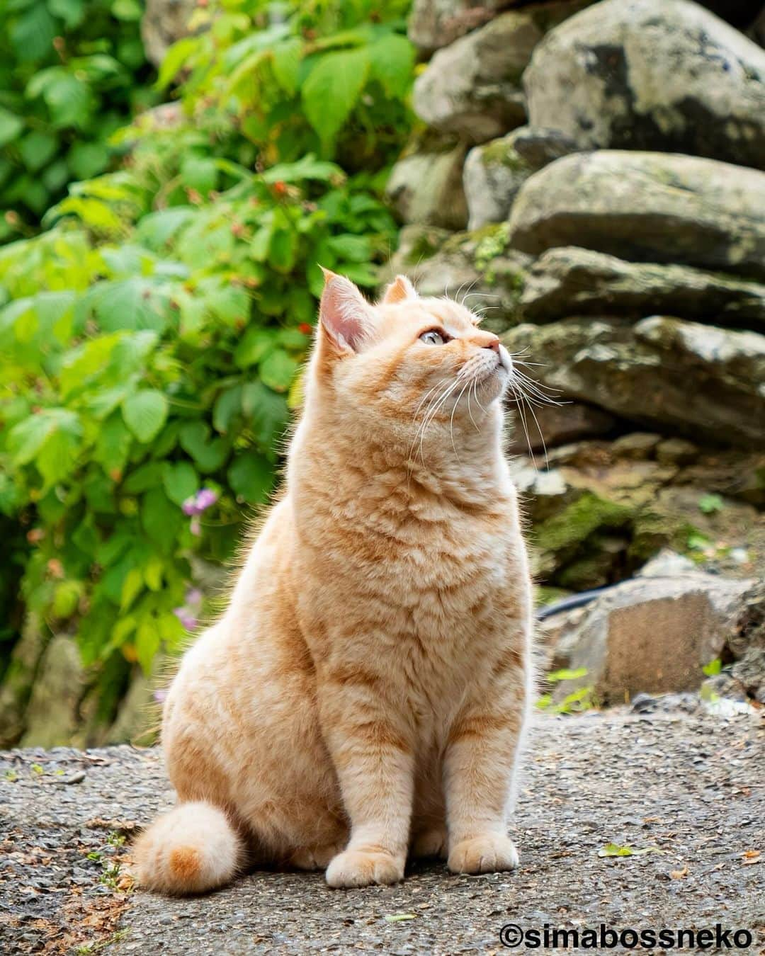 simabossnekoのインスタグラム：「・ おすましさっちゃん✨ So elegant cat💓 Swipeしてね←←🐾  ・ ＼在庫が少なくなってきたカレンダーが出てきました、購入をご予定の方はお早めに／😸🐾  ★2024年版カレンダーラインナップ★ 今年は6種類😽  ◎卓上 B6 週めくりタイプ 【さちカレンダー2024】  ・愛らしい島猫"さち"の姿をおさめています🗓️ ・枚数28枚(両面仕様 計56面) ・初めての"週めくり"カレンダー✨ ●minne、メルカリShops内"simabossneko's shop"にて  ※大分・深島公式サイト、Cafeむぎ でも数量限定で販売中🐾  ・〜・〜・〜・〜・〜・〜・〜  ◎卓上 B6 週めくりタイプ 【ほっこり島猫週めくりカレンダー2024】  ・53週、ふくふく仲良し。選りすぐりの島猫たちがいっぱい🙌 ・枚数28枚(両面仕様 計56面)の週めくりカレンダー ・六曜、祝日付き ●minne、メルカリShops内"simabossneko's shop"にて  ※熊本・湯島売店、ねころびカフェでも数量限定で販売中  ・〜・〜・〜・〜・〜・〜・〜  ◎壁掛け 月めくりタイプ 【なかよしすぎる島猫カレンダー2024】  ・MdNコーポレーション製作 ・六曜、二十四節気、雑節、朔望（月相）、イベント、前後月掲載 ・自由に書き込めるフリースペースを用意 ・サイズ：縦30×横40cm（展開時60×40cm） ●Amazon japan、楽天ブックス等にて  ・〜・〜・〜・〜・〜・〜・〜  ◎卓上 日めくりタイプ 【ほっこりゆったり毎日島猫日めくりカレンダー2024】  ・翔泳社製作 ・毎日違う島猫の写真が楽しめる366日の日めくりタイプ ・お散歩、昼寝、仲良し、じゃれ合いなどなど、様々なシーンを掲載！ ・縦100×横140mm、天糊綴じ、370P、スタンド付き ●Amazon japan、楽天ブックス等にて  ・〜・〜・〜・〜・〜・〜・〜  ◎卓上月めくり、壁掛け月めくりの2タイプ 【日なたぼっこ猫だよりカレンダー2024】  ・アクティブコーポレーション製作 ・毎年好評のシリーズ。のんびりだらだらな猫たちが、癒しと、人生をちょっとよく生きるメッセージを送ります。 （カレンダー内には 7枚、simabossnekoの写真が採用されています） ●ハンズ、アクティブコーポレーション公式ショップ等にて  毎日島猫日めくりカレンダーと日なたぼっこ猫だよりは、 さちカレンダーや島猫週めくりカレンダーとのセットを、simabossneko's shopにて販売中です✨  ★minne、メルカリShopsへは @simabossneko または @p_nyanco22 のプロフィールリンクからご覧いただけます。 ・  Available now❗️ "Island Cats Weekly Calendar 2024" and "Sachi Weekly Calendar2024"  ●Island Cats Weekly Calendar 2024 53weeks, A lot of selected island cats photos❣️  ●Sachi Weekly Calendar 2024 It is a calendar that shows the lovely island cat "Sachi"💓  These are desktop, B6 size. 28 sheets (56 sides in total with double-sided specifications) Weekly calendar.   We also sell a great set with “Hinatabokko Nekodayori Calendar” and “366days Island cats Day to Day Calendar” 🐾  The 2024 calendars are sold at minne "simabossneko's shop"  ●Shop URL https://minne.com/＠simabossneko  🇺🇸🇰🇷🇹🇼🇭🇰🇫🇷🇩🇪🇮🇹etc. It is possible to purchase and ship the works from overseas.  ※ Shipping fee will be charged separately.  You can reach the shop from the profile link of @simabossneko or @p_nyanco22   And, Story highlights also have a link to the shop. Please take a look there too.  #しまねこ #島猫 #ねこ #猫写真 #cats_of_world #catloversclub #pleasantcats #catstagram #meowed #ig_japan #lumixg9」