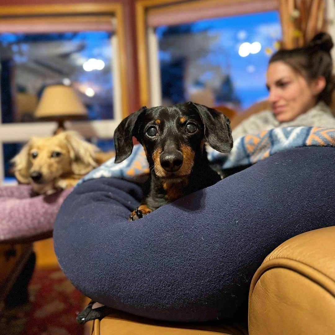 Crusoe the Celebrity Dachshundのインスタグラム：「“The girls got to pick the movie tonight and I’m hoping at least for some good snacks to make up for it..” ~ Crusoe」