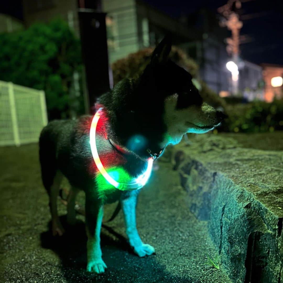 vo_coのインスタグラム：「🐾 深夜の散歩✨  最近1日2回の散歩（排泄）だと間に合ってない感じもあり 寝る前に3回目行くようになってます いつも同じような場所にチャリで散歩連れてっているから、たまにこたちゃんの想定より遠いところに連れて行くと、我慢できずに籠の中で出ちゃう事案が発生しており… シニアになってくると色々と我慢するの大変になってくるから仕方ないね ＊ #shibastagram #instashiba #shiba #shibainu #黒柴 #柴犬」