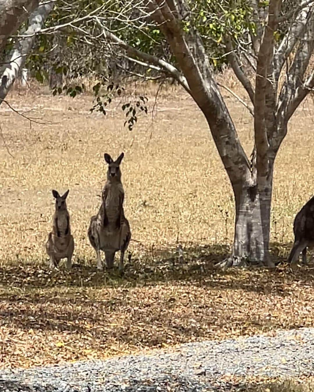 Rachel Apollonioさんのインスタグラム写真 - (Rachel ApollonioInstagram)「vegemite and kangaroos」11月20日 7時52分 - rachelapollonio