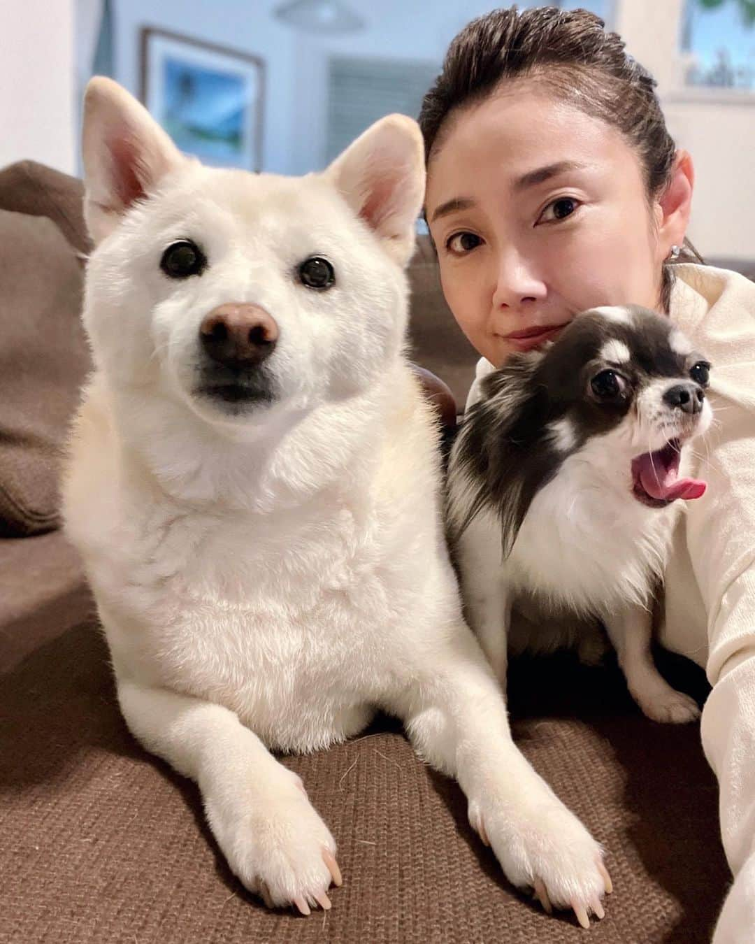 吉永愛さんのインスタグラム写真 - (吉永愛Instagram)「今週もよろしくだワン🐶  #ゆきちゃん　#まるくん #柴犬 #白柴 #チワワ #dog #dogstagram #dogsofinstagram  #doglife #犬好き　#犬好きな人と繋がりたい #癒し #食いしん坊」11月20日 8時14分 - a.i.yy