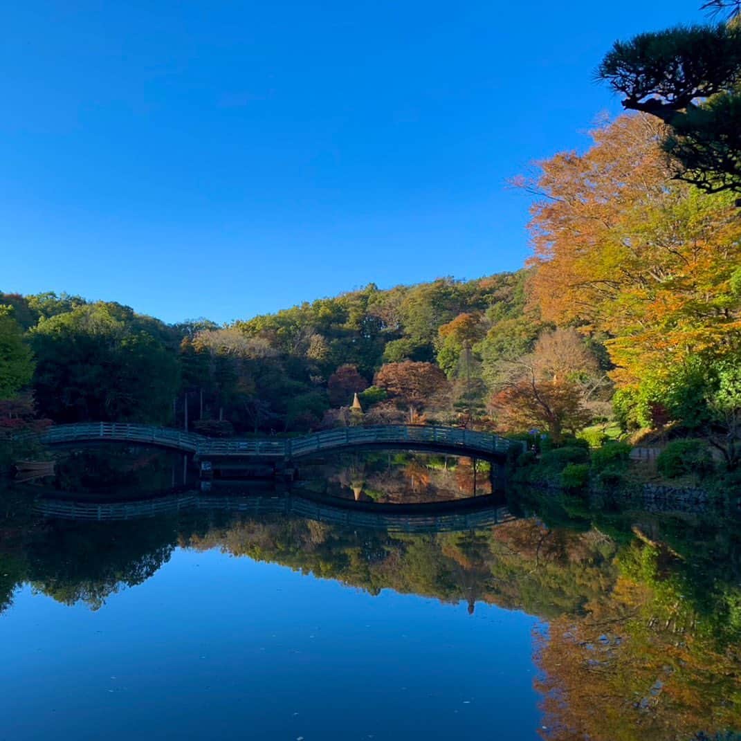 依田司さんのインスタグラム写真 - (依田司Instagram)「11月20日(月) 東京町田市にある「薬師池公園・色彩の杜」では、今月３０日（木）まで『紅葉まつり』を開催中。薬師池周辺ではモミジやイチョウの木々が色づき、まもなく見頃を迎えます。夕方からはライトアップイベントも行われ、さらに、デジタルアート『デジタル掛け軸』も始まり、自然のおりなす風景に映し出される幻想的な映像は圧巻です。 また、隣接する薬師堂の大イチョウ（推定樹齢約５００年）など、様々な情緒あふれる木々の色づきを楽しむことができます。  ※今年の猛残暑の影響からか、紅葉前の木々で枯れかけているものが見られました。  #薬師池公園 #LACOSTE #ラコステ #依田さん #依田司 #お天気検定 #テレビ朝日 #グッドモーニング #サタデーステーション #気象予報士 #お天気キャスター #japan #japantrip #japantravel #unknownjapan #japanAdventure #japanlife #lifeinjapan #instagramjapan #instajapan #療癒 #ilovejapan #weather #weathercaster #weatherforecast」11月20日 9時11分 - tsukasa_yoda