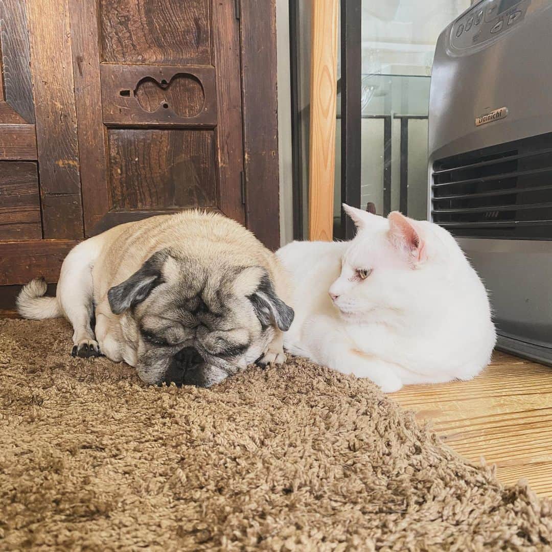 ひぐちにちほさんのインスタグラム写真 - (ひぐちにちほInstagram)「現在のストーブ隊。眠さMAXなパグのヒト。  限界zzz  ストーブ隊と言っていいのか微妙な位置にいる両手で握手会のヒト。  #cat #pug #ひぐち猫 #ひぐちお茶目 #ひぐち福 #ひぐち親分」11月20日 9時34分 - higu_nichi