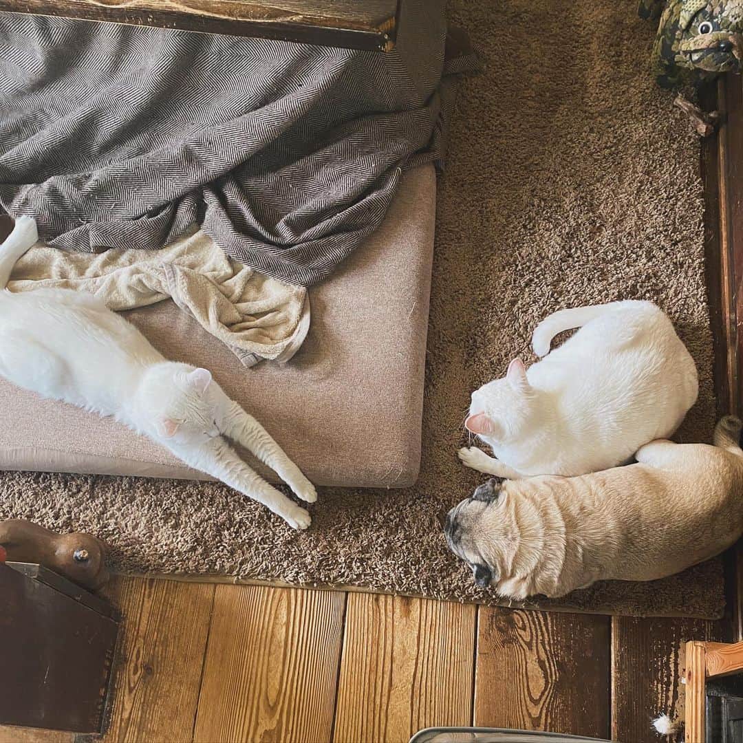 ひぐちにちほさんのインスタグラム写真 - (ひぐちにちほInstagram)「現在のストーブ隊。眠さMAXなパグのヒト。  限界zzz  ストーブ隊と言っていいのか微妙な位置にいる両手で握手会のヒト。  #cat #pug #ひぐち猫 #ひぐちお茶目 #ひぐち福 #ひぐち親分」11月20日 9時34分 - higu_nichi
