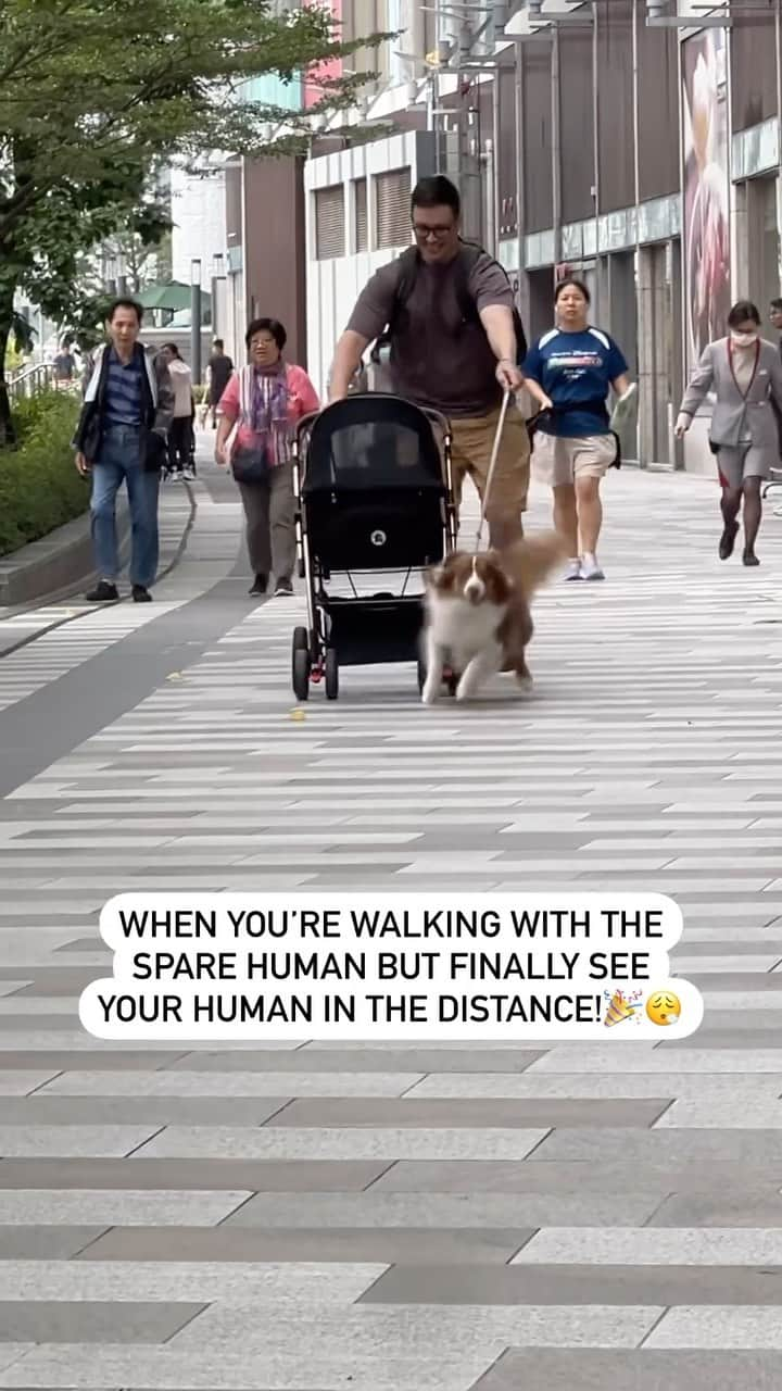 DogsOf Instagramのインスタグラム：「Mama’s boy @boba_theshepherd 🥰 *Please note, this is a dog stroller and it’s empty :)  . . . #funnydog #sparehuman #dogmomlife #obsessedwithmydog #dogobsessed #dogsofinstagram #dogdad #dogmomproblems #dogdadproblems」