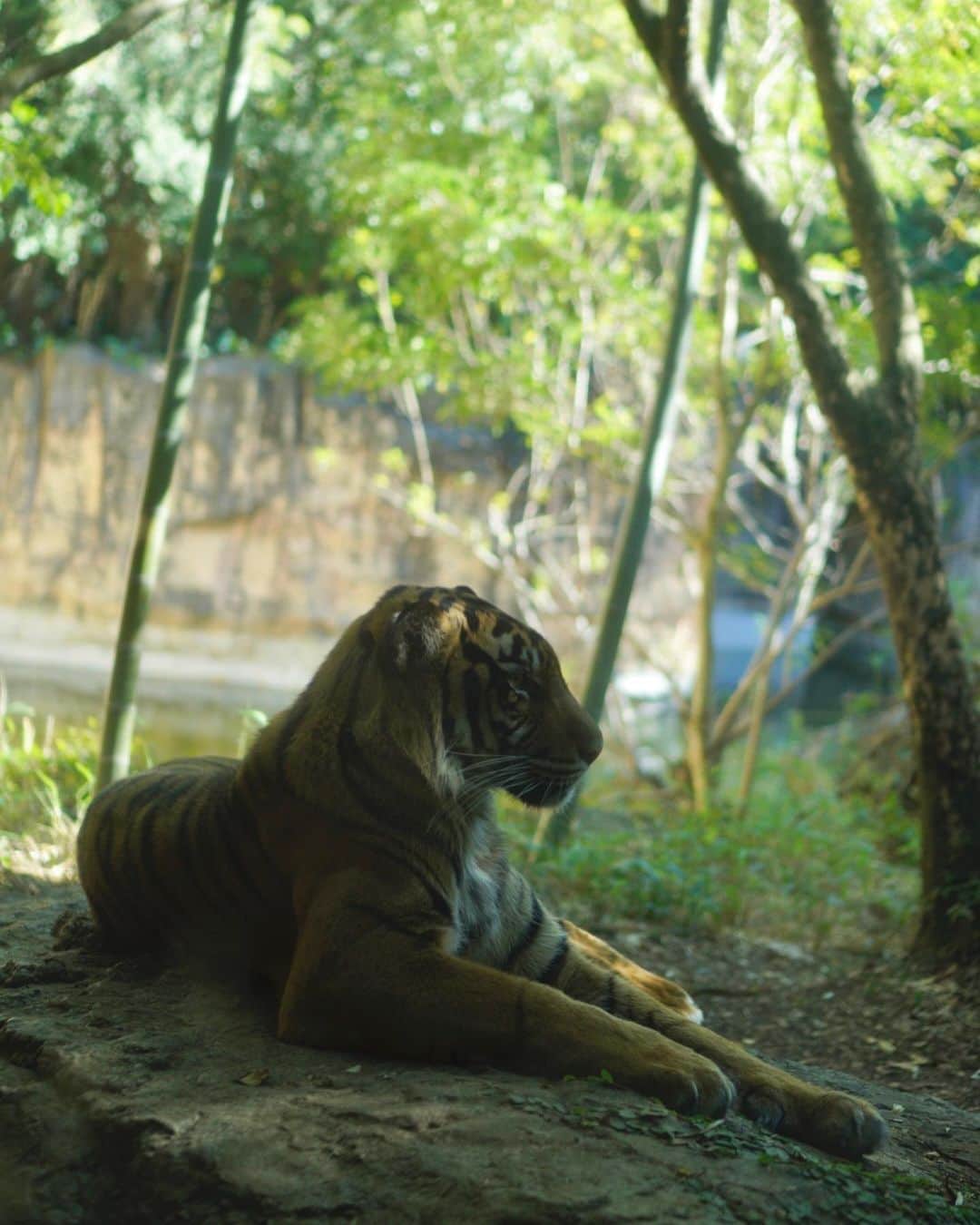 Ayaさんのインスタグラム写真 - (AyaInstagram)「久しぶりズーラシア動物園へ🦁🦓🐅  次男は前来た時はまだ小さくて無反応 やったけど今日は動物に興味津々で 連れてきた甲斐があったぁ🥹❤️‍🔥笑 全部🐶か恐竜🦕と思ってるけど反応が いちいた可愛いかった。笑  長男が水族館大好きやからいつも水族館に行く 事が多いけど、たまには動物園もありだな🤔  子供がいる生活になって行くところが 本当ガラッと変わったな🤣 子供の喜ぶ顔がみたいんよね☺️ 次はサファリパークいきたい🦁  洋服は🏷付けしました🫡  #ズーラシア#ズーラシア動物園#動物園#横浜子連れスポット#男の子ママ#男の子育児#1歳#4歳#男の子コーデ#ママコーデ#親子#親子コーデ#息子コーデ#sheinkids#zarakids」11月20日 10時01分 - aya__fit