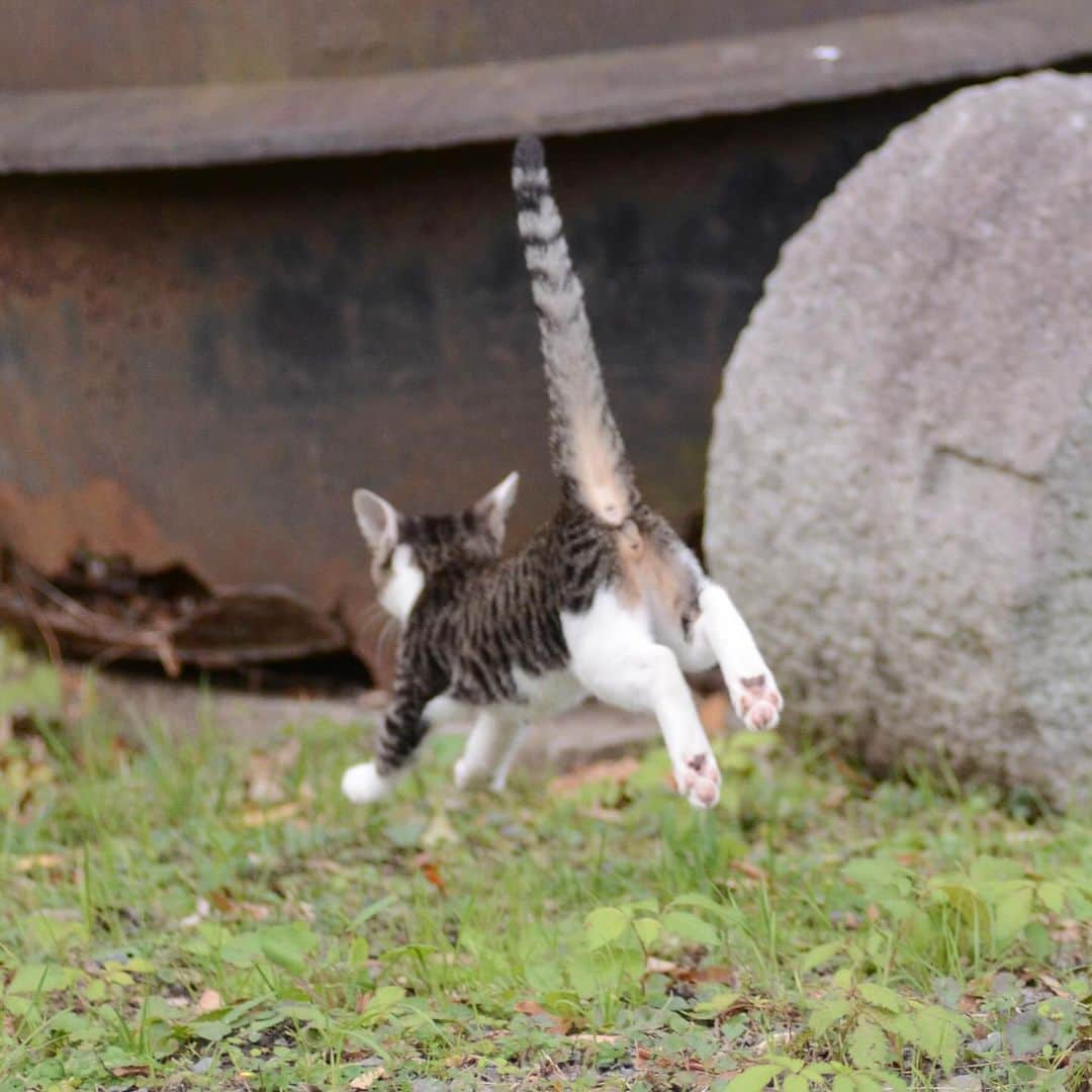 やふさんのインスタグラム写真 - (やふInstagram)「ヒャッハーが過ぎる2号機 楽しそうで何よりだよ… . #cat #neko #catlovers #catsofinstagram #catstagram #instacat #猫 #ねこ #ネコ #保護猫」11月20日 10時16分 - kyafy