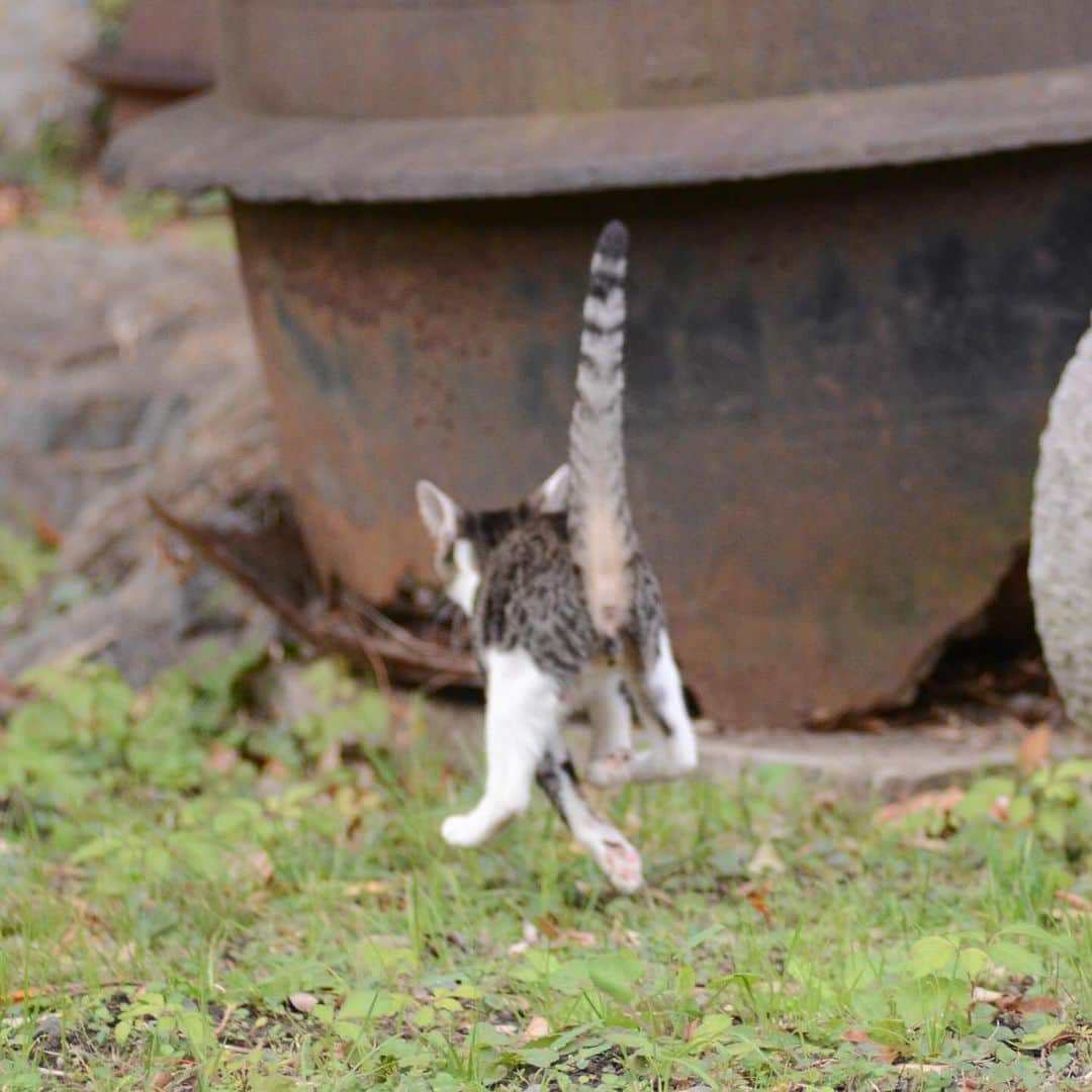 やふさんのインスタグラム写真 - (やふInstagram)「ヒャッハーが過ぎる2号機 楽しそうで何よりだよ… . #cat #neko #catlovers #catsofinstagram #catstagram #instacat #猫 #ねこ #ネコ #保護猫」11月20日 10時16分 - kyafy