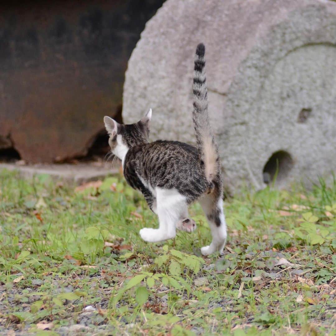 やふのインスタグラム：「ヒャッハーが過ぎる2号機 楽しそうで何よりだよ… . #cat #neko #catlovers #catsofinstagram #catstagram #instacat #猫 #ねこ #ネコ #保護猫」