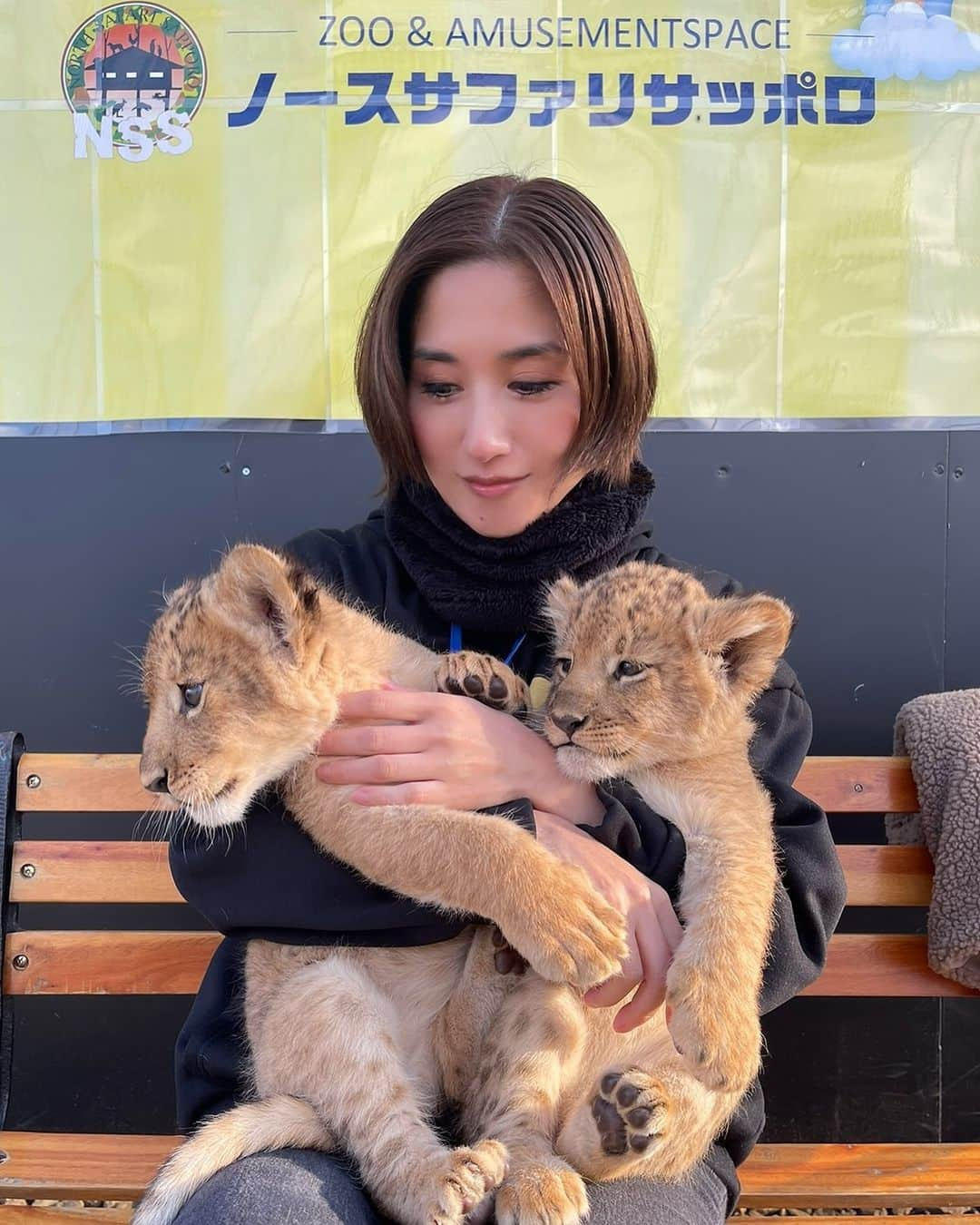 渡邊水希のインスタグラム：「アンジーママ🦁とアレックスパパ🦁 #双子ちゃん👶👶の成長記録 #🦁👶👶 #日に日に成長🦁👶🫅🤴🧡 #地球の夜明け #明日の未来 #ノースサファリサッポロ #プライスレスな思い出  #また会えたね  #抱っこさせてくれて有難う #お顔が少しずつはっきりしてきたね #幸せ時間に感謝」