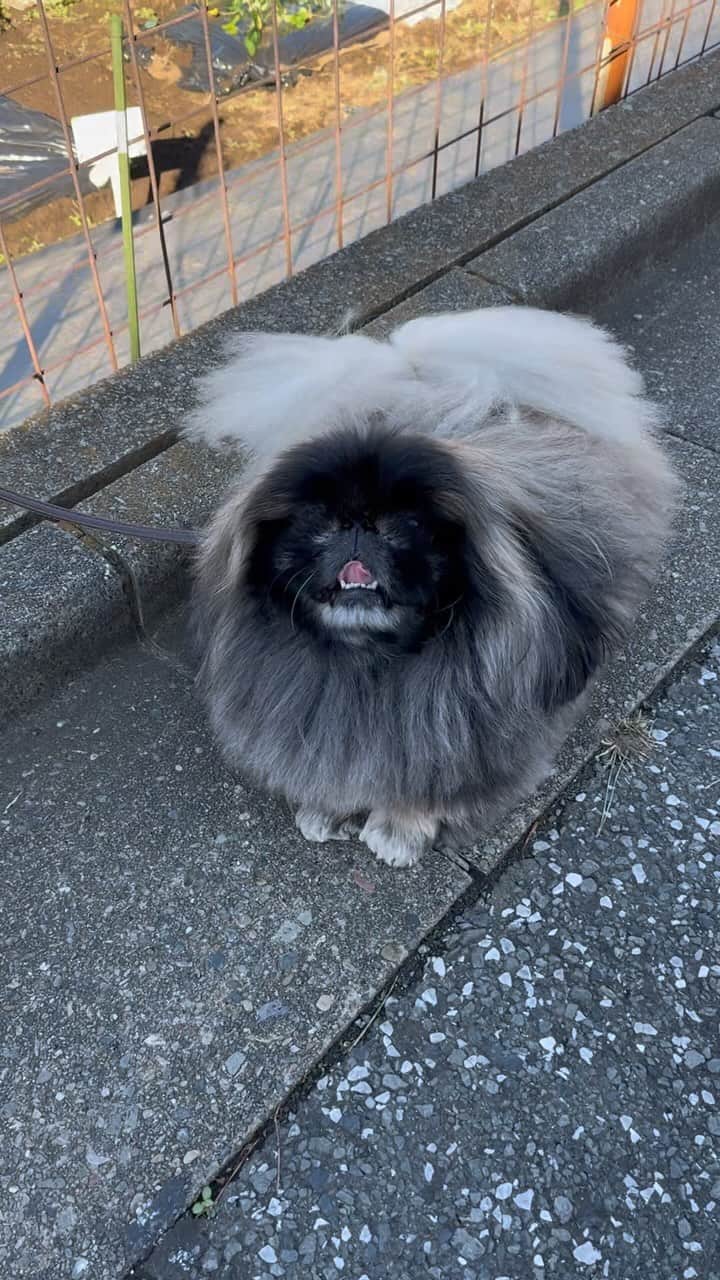 のインスタグラム：「アグレッシブ ペキニーズ ドッグです！皆さんも好き良い1週間を！ #ペキニーズ #PEKINGESE #京巴 #dog #dogs #ウォンチビ #いぬスタグラム #犬スタグラム #いぬすた #宮田和弥 #wom #ウォンチビ」