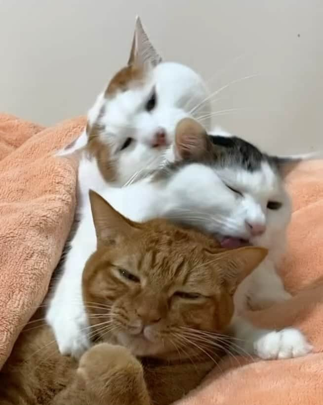 Aww Clubのインスタグラム：「Busy trio  @kibimomo  #meowed #cutecat #cat #kibimomo #grooming #family mlem」