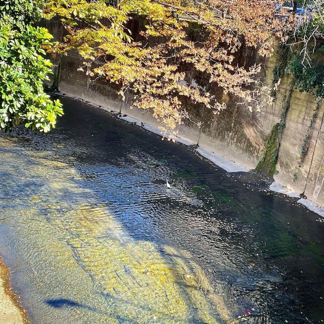 田中香子のインスタグラム：「３線の踏切と２本の川を 越えて通った稽古場 🚲  最終日は小さな鷺が 気持ち良さそうに川をお散歩。  白鷺は縁起が良いらしいので 本公演も大成功！！ 観にきた人も良い事ある！！ に、違いない✨✨✨  いよいよ今週です‼️ 舞台 #火男の火 11/23〜26 CBGKシブゲキ‼︎  #いきものあつまれ  #カワイコちゃんみっけ」