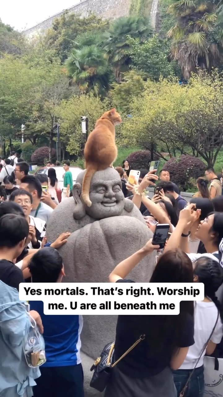 Cute Pets Dogs Catsのインスタグラム：「Yes mortals. That’s right. Worship me. U are all beneath me  Credit: adorable @ yeeyeeyuan | DY ** For all crediting issues and removals pls 𝐄𝐦𝐚𝐢𝐥 𝐮𝐬 ☺️  𝐍𝐨𝐭𝐞: we don’t own this video/pics, all rights go to their respective owners. If owner is not provided, tagged (meaning we couldn’t find who is the owner), 𝐩𝐥𝐬 𝐄𝐦𝐚𝐢𝐥 𝐮𝐬 with 𝐬𝐮𝐛𝐣𝐞𝐜𝐭 “𝐂𝐫𝐞𝐝𝐢𝐭 𝐈𝐬𝐬𝐮𝐞𝐬” and 𝐨𝐰𝐧𝐞𝐫 𝐰𝐢𝐥𝐥 𝐛𝐞 𝐭𝐚𝐠𝐠𝐞𝐝 𝐬𝐡𝐨𝐫𝐭𝐥𝐲 𝐚𝐟𝐭𝐞𝐫.  We have been building this community for over 6 years, but 𝐞𝐯𝐞𝐫𝐲 𝐫𝐞𝐩𝐨𝐫𝐭 𝐜𝐨𝐮𝐥𝐝 𝐠𝐞𝐭 𝐨𝐮𝐫 𝐩𝐚𝐠𝐞 𝐝𝐞𝐥𝐞𝐭𝐞𝐝, pls email us first. **」