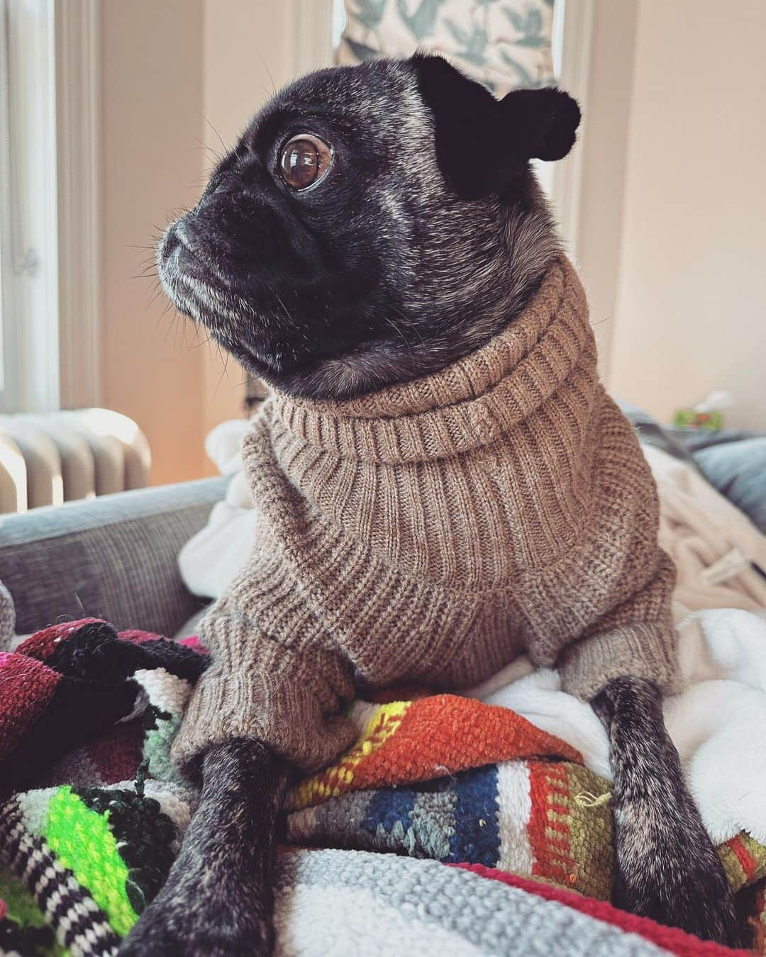 pugsofinstagramのインスタグラム：「I forgot this was an indoor turtle neck. He peed all over it during our walk today. Oh well.」