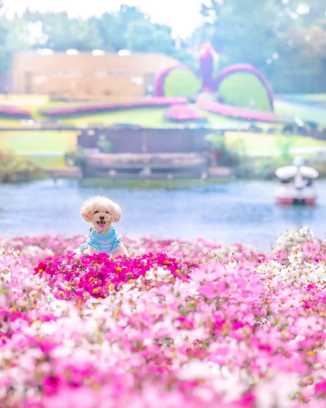 Short Tripのインスタグラム：「like!＆コメント大歓迎！ Photo by @wan.wan.nicole. . Original Post https://www.instagram.com/p/CzVehA7vCLQ/ . 本アカウントは、#photo_shorttrip をつけてInstagramに投稿された皆さんの記憶に残る素敵な「旅の一枚」をご紹介しています。また、「Short Trip」Facebookページでも作品をご紹介＆受付中！ 投稿の際はぜひ、撮影場所もご記載ください。 . ※当アカウントでシェアさせていただいた作品は、東京カメラ部YouTubeアカウントでも投稿者様のお名前入りでご紹介させていただく場合があります。これらの使用に関して原則通知は行いませんので、予めご了承ください。 ※各種法令、マナー、関係者の指示に従った撮影をお願いします。 *Please ensure that your photography adheres to all relevant laws, etiquette, and instructions issued by authorized persons. ※本アカウントは東京カメラ部がFacebook、Instagramのサービスを利用して運営しているもので、Meta社・Instagramとは一切関係ありません。 . #photo_shorttrip #小旅行 #shorttrip #short_trip #旅 #旅行 #写真 #photo #travelphoto #travelphotos #travelphotography Follow: @photo_shorttrip」