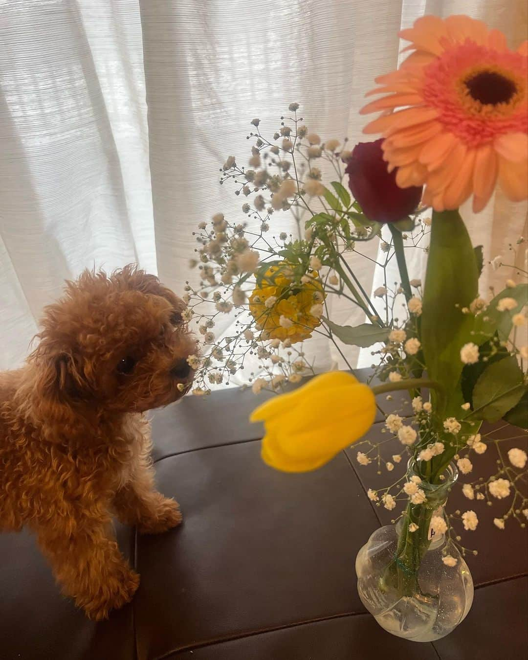 堀江聖夏さんのインスタグラム写真 - (堀江聖夏Instagram)「⌇‎ アンデスくん、お花好きなんデス𓂃 𓈒❁⃘ ⁡ ⁡ _______________________________ #トイプードル #toypoodle #愛犬 #dog  #犬のいる暮らし #ティーカッププードル」11月20日 12時04分 - mina_horie