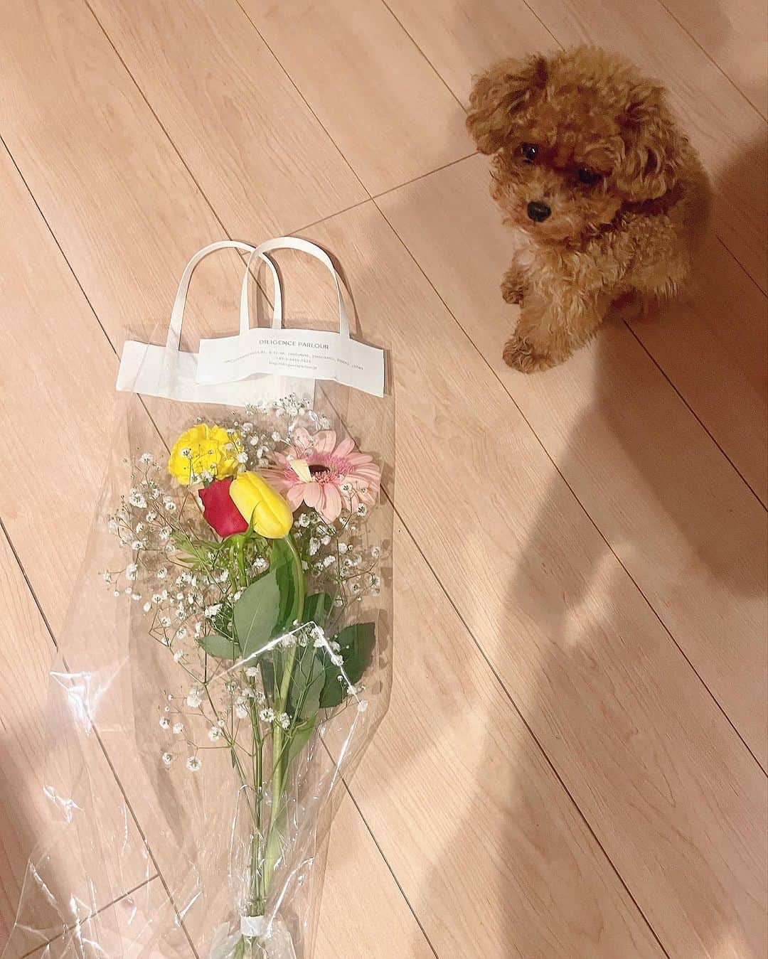 堀江聖夏さんのインスタグラム写真 - (堀江聖夏Instagram)「⌇‎ アンデスくん、お花好きなんデス𓂃 𓈒❁⃘ ⁡ ⁡ _______________________________ #トイプードル #toypoodle #愛犬 #dog  #犬のいる暮らし #ティーカッププードル」11月20日 12時04分 - mina_horie