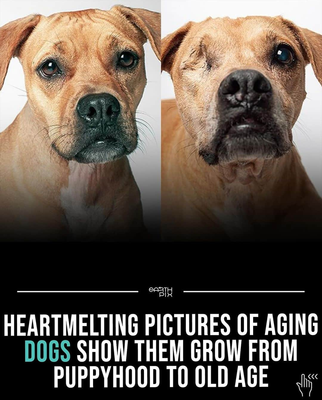 Earth Picsのインスタグラム：「Unfortunately, our lovely companions, dogs, age faster than we do, letting us see their transformation through the years. That has inspired Amanda Jones, a photographer from the United States, to create a project where we can see the same dogs but years apart to showcase their aging.  This photographic project serves as a good reminder that we will spend only a fraction of our lives with dogs, while for them, we are their entire life.  📷: @amandajonesinc」