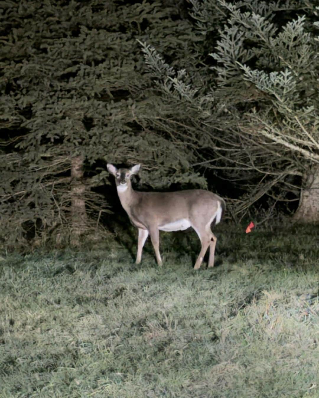 ジャスティン・ターナーさんのインスタグラム写真 - (ジャスティン・ターナーInstagram)「New Hampshire 🔥🍁🦌🇺🇸❄️」11月20日 12時28分 - redturn2