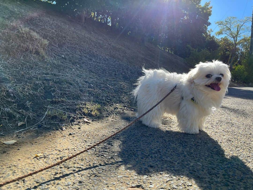 小野真弓のインスタグラム：「こんにちわん😆 ハルくんです🐏🧡^ ^  おり様のお気に入りの、さんぽみち〜🌿 太陽キラキラ☀️ お外が気持ちの良い季節🍂✨ おうちに帰ったら〜 ハナ姉ちゃんと、アオナナのにわんぽに、お付き合い✨😆  ハナ姉ちゃんは、お灸をやって、 お薬も少し変えたら ちょっと調子が上向き⤴︎😆✨  ハナ姉ちゃんの大好きなカフェ 連れてってあげたいな( ´ ▽ ` )🥞❤️ 食べる物も大事だけど、 美味しい😆楽しい😆って思いながら食べる時間も大切✨  今日も、それぞれの 良い一日をお過ごしくだちゃい😆🍀  小野家長男、おり様 ハルくんでちた🐾👑😆  #犬の猫のいる暮らし #犬猫日記 #わんさんぽ風景 #にゃんこ#ニャーメス#にわんぼ」