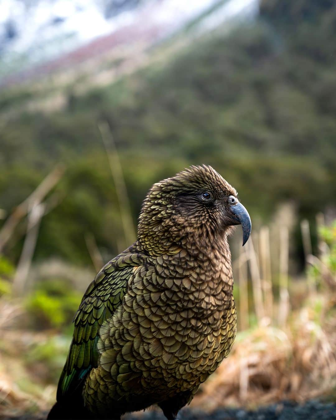 Nikon Australiaさんのインスタグラム写真 - (Nikon AustraliaInstagram)「In a recent trip to Fiordland's wilds, @cammcgregorphoto was fortunate enough to come across the elusive Kea parrot, and these up-close images have us wishing we were there to see it in person.  "Driving through Fiordland in New Zealand’s South Island, I was on a mission to document the world's only true alpine parrot. The Kea is classed as nationally endangered with a population between 3,000-7,000, which made this opportunity a little bit more special.  Jumping out of a warm car and lying down in the cold dirt to compose the scene and tell the story of where the Kea lives. I used the mountain snow on the left and the forest behind the Kea and paired them with a wide aperture to provide just enough of a story without taking away from the main subject. These Kea are so incredible up close that I couldn’t resist taking a few detailed shots to share with anyone who hasn’t seen them in person."  Photos by @cammcgregorphoto  f/4 | 1/640 sec | ISO 500  📸 Z 6II and NIKKOR Z 24-70mm f/4 S  #Nikon #NikonAustralia #MyNikonLife #NikonCreators #NIKKOR #Z6II #NikonZ6II #Zseries #WildlifePhotography #BirdPhotography #NewZealand」11月20日 12時30分 - nikonaustralia