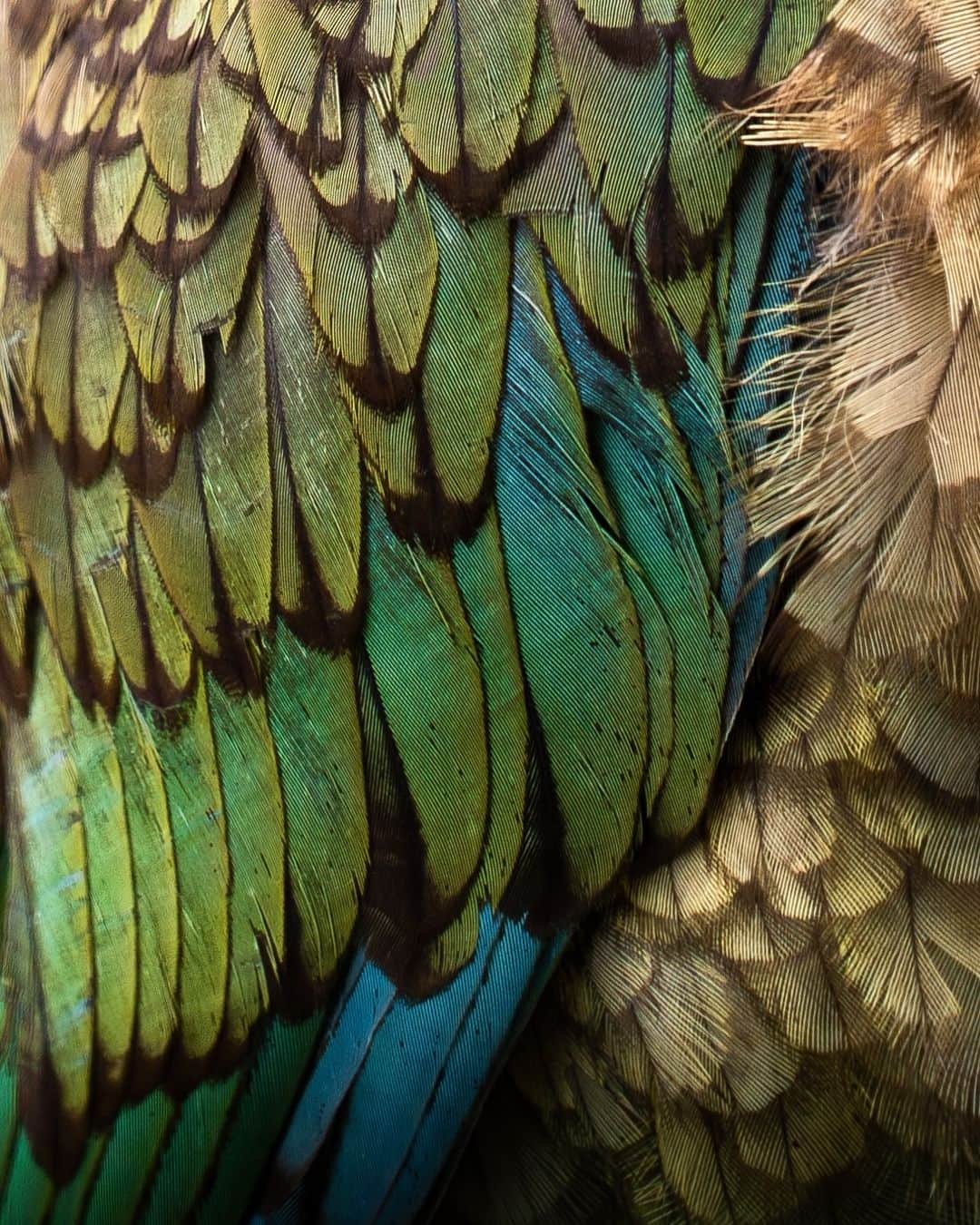 Nikon Australiaさんのインスタグラム写真 - (Nikon AustraliaInstagram)「In a recent trip to Fiordland's wilds, @cammcgregorphoto was fortunate enough to come across the elusive Kea parrot, and these up-close images have us wishing we were there to see it in person.  "Driving through Fiordland in New Zealand’s South Island, I was on a mission to document the world's only true alpine parrot. The Kea is classed as nationally endangered with a population between 3,000-7,000, which made this opportunity a little bit more special.  Jumping out of a warm car and lying down in the cold dirt to compose the scene and tell the story of where the Kea lives. I used the mountain snow on the left and the forest behind the Kea and paired them with a wide aperture to provide just enough of a story without taking away from the main subject. These Kea are so incredible up close that I couldn’t resist taking a few detailed shots to share with anyone who hasn’t seen them in person."  Photos by @cammcgregorphoto  f/4 | 1/640 sec | ISO 500  📸 Z 6II and NIKKOR Z 24-70mm f/4 S  #Nikon #NikonAustralia #MyNikonLife #NikonCreators #NIKKOR #Z6II #NikonZ6II #Zseries #WildlifePhotography #BirdPhotography #NewZealand」11月20日 12時30分 - nikonaustralia