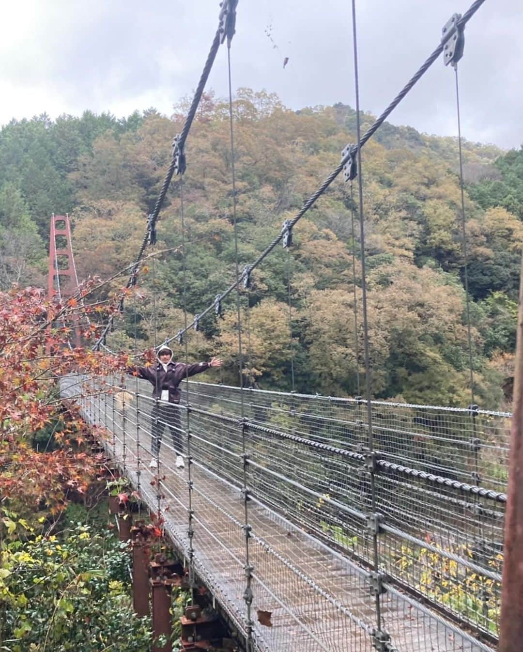 柏木陽介さんのインスタグラム写真 - (柏木陽介Instagram)「今回は大垣市へ。  まあご飯とかでは大垣に色々と行ってはいるんですけどね。  名所として今回は多良峡森林公園に行ってきました。  温暖化の影響でものすごく綺麗な紅葉とまではいかなかったですが、素敵な吊り橋と紅葉と川という最高のシチュエーション。  紅葉シーズンじゃなくても、春夏秋冬で楽しめると思います。  これからこうようのピークになりそうなので、ぜひ行ってみてください。  #岐阜県#大垣市#42市町村#制覇#多良峡森林公園#吊り橋＃紅葉」11月20日 12時53分 - yosuke_kashiwagi