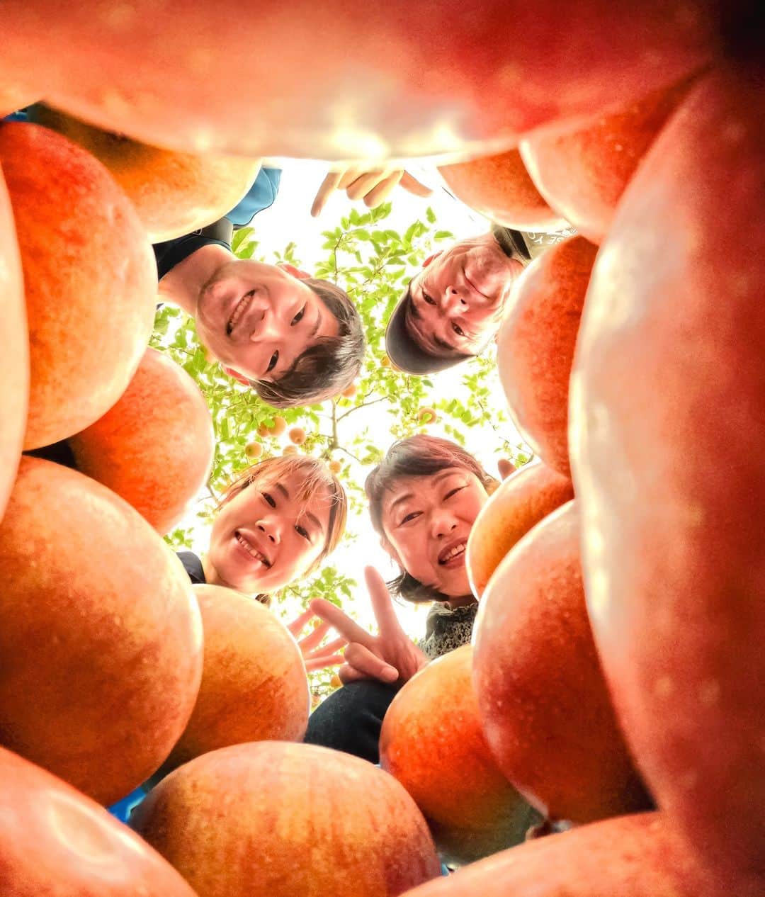 GoProのインスタグラム：「家族で大量のリンゴ狩り🍎🎶 #GoPro ならではのアングルから、 @takumin_gopro の一枚。 ・ ・ ・ #GoPro #GoProJP #リンゴ狩り #リンゴ #林檎 #週末 #家族 #Apples」