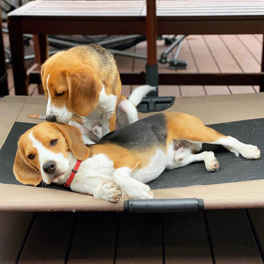 スティーヴン★スピルハンバーグのインスタグラム：「【ハンバーグ犬通信】  朝からバタバタしてたらもうこんな時間ってなったので、ハンバーグ的お気に入りの犬が犬を嗅ぐシリーズをお届けいぬかわいい。  #パンダと犬#犬かわいい#犬#ビーグル#スティーヴンスピルハンバーグ」