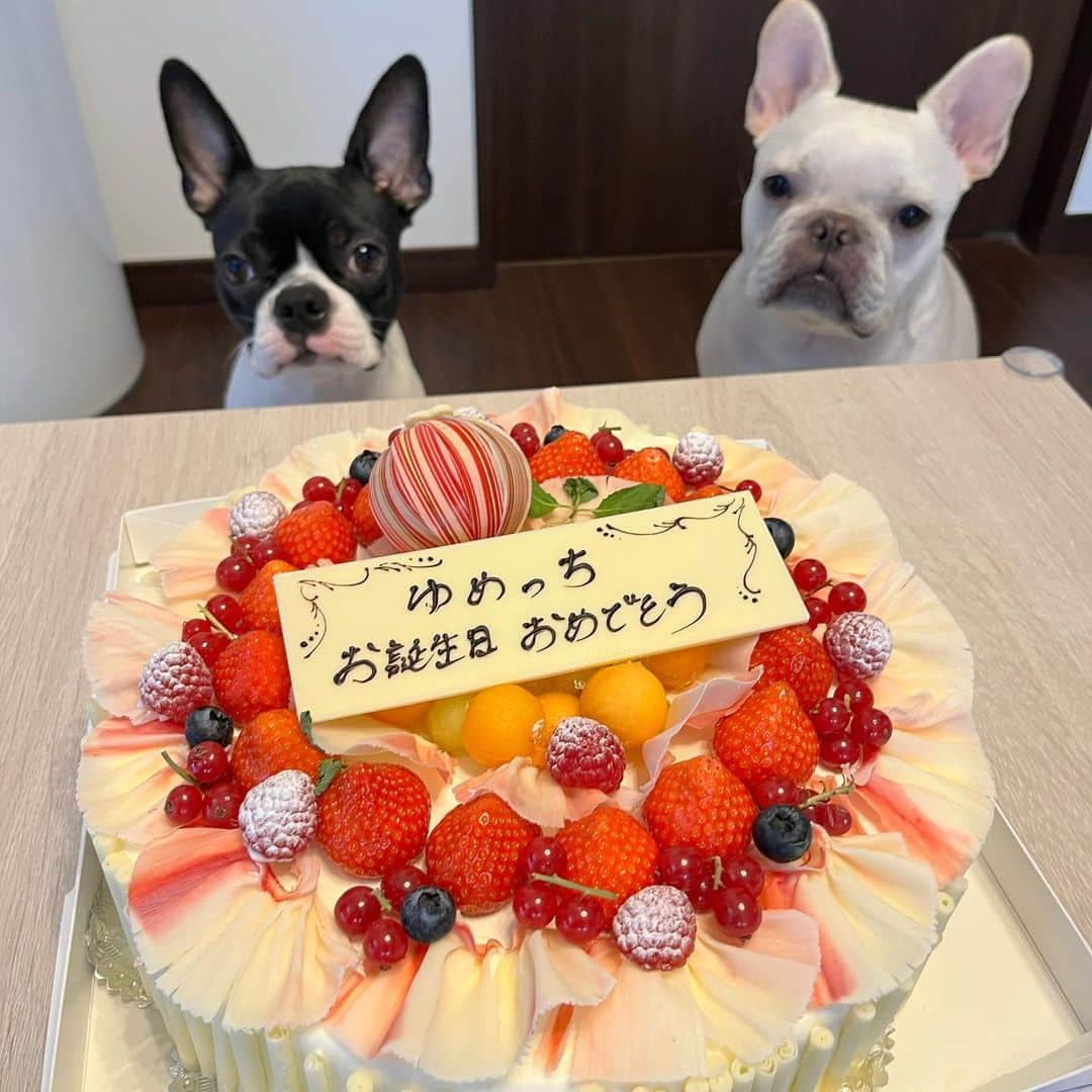 ゆめっちさんのインスタグラム写真 - (ゆめっちInstagram)「お誕生日プレゼントに 相方ふたりから ボストンテリアのイラストのジェラピケもらったの嬉しいなぁ🥳💓 そして にしたんクリニック新CM発表会で西村社長に お祝いでいただいたケーキ大きすぎて幸せ🎂🌈  #3時のヒロイン #誕プレうれしい #にしたんクリニックとゆめっち #誕生日同じなんだって #11月17日 #めでたいですね🌸  #お祝いのケーキ #12人分らしい」11月20日 13時35分 - yumecchi_3h